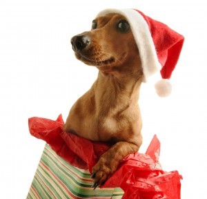 09 Dec 2004 --- Dog with Santa Hat Popping out of Present --- Image by © Royalty-Free/Corbis
